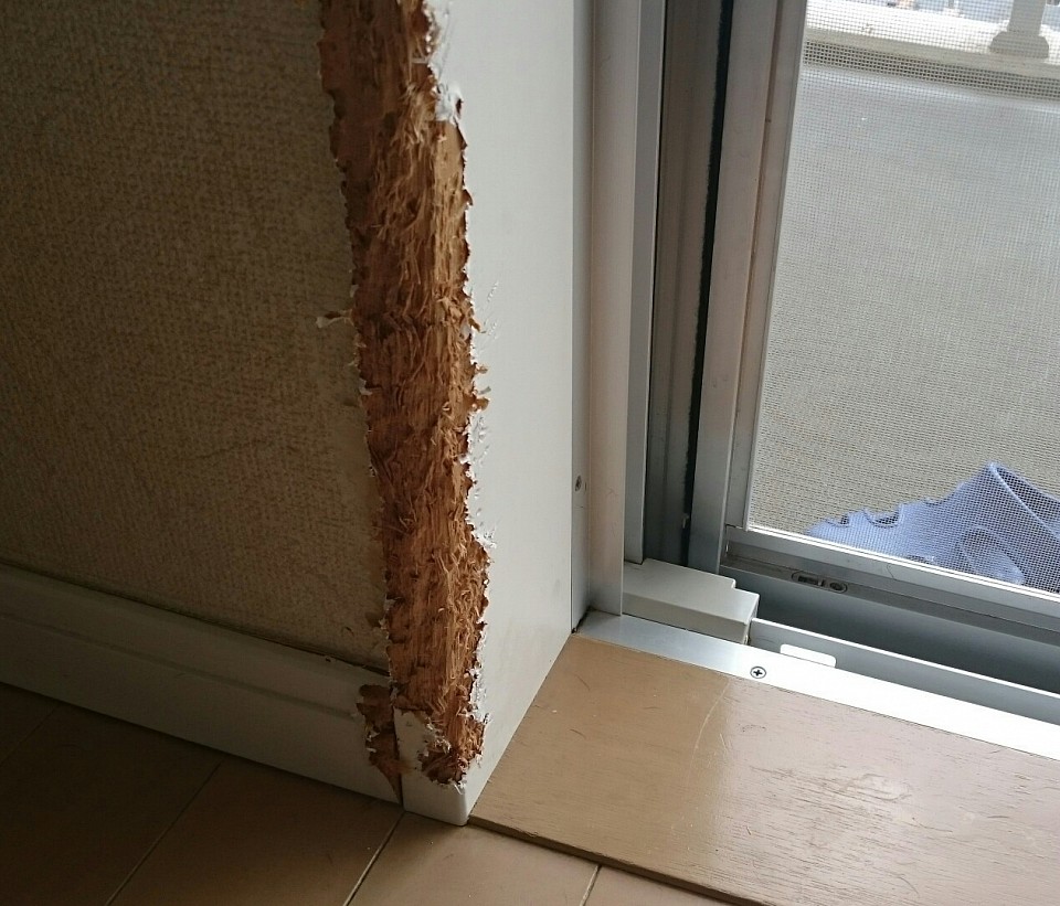 かじられ過ぎて変形した木の部分、あきらめないでください！ワンちゃんに噛まれた家具や木枠修理､ペットによるキズ以外にもお部屋のキズのことならお問い合わせください。